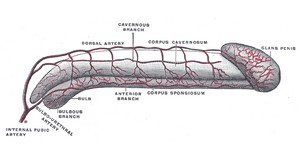 anatomyofpenisenlargement