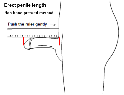 Measure the Erect State penis