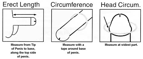measure-penis-size