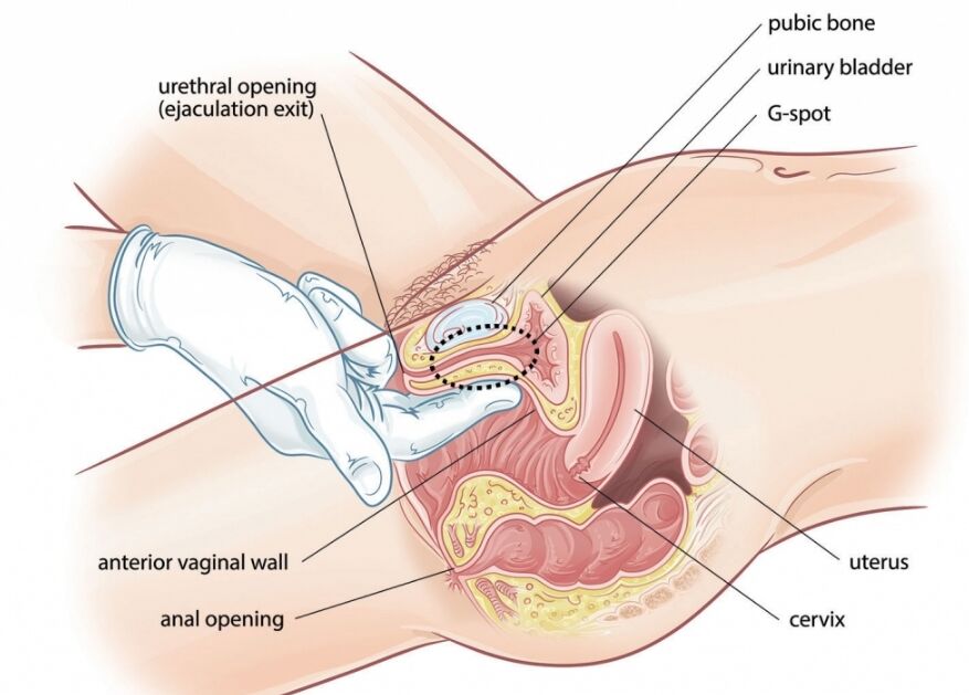 Vagina-examination-urethral-opening-vaginal-wall-anal-opening-cervix