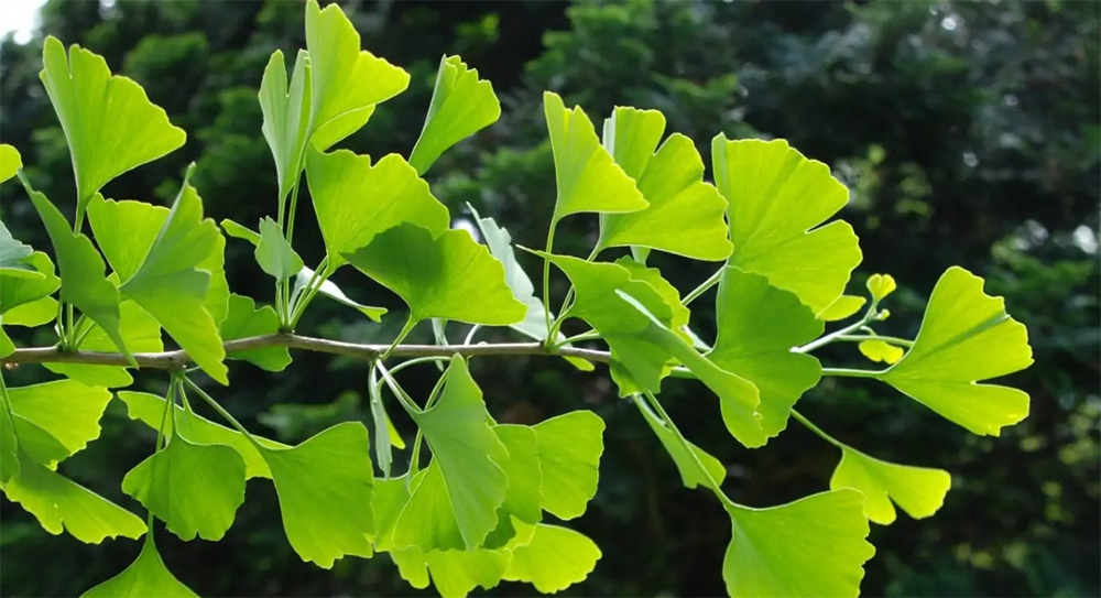 Ginkgo Biloba. This natural food is very useful in fighting circulation problems and enhancing memory and concentration.
