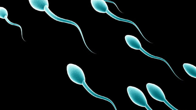 ow to increase sperm count