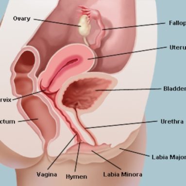 Anatomy of the Vagina